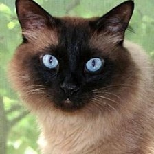 сиамская кошечка