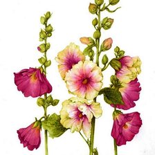 Схема вышивки «Мальвы»