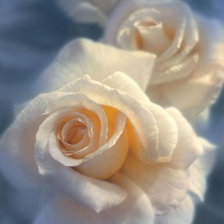 Схема вышивки «розы»