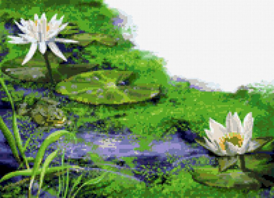 Кувшинки - цеты - предпросмотр