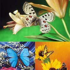 Схема вышивки «бабочки»