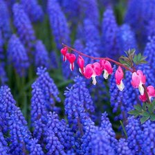 Схема вышивки «цветы»