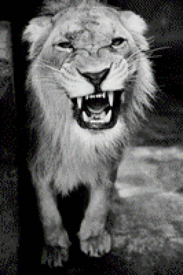 Лев - лев, животные - предпросмотр