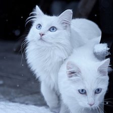 Схема вышивки «кошки»