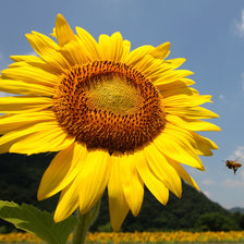 Схема вышивки «Подсолнух и пчела»