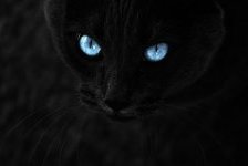 Схема вышивки «кот»