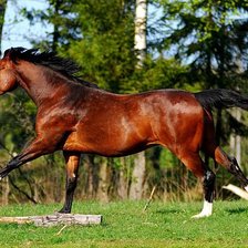 Схема вышивки «лошадь»