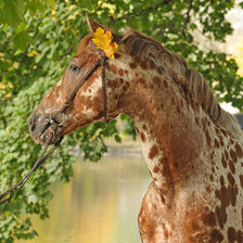 Схема вышивки «лошадь»