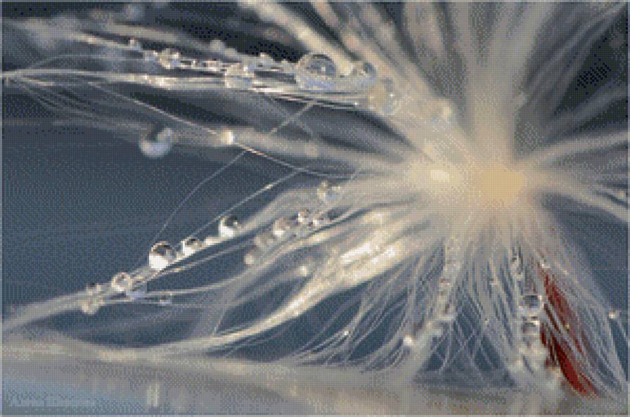 триптих ц.часть Нежность - одуванчик, роса, нежность - предпросмотр