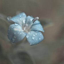 Схема вышивки «триптих л.часть нежность»