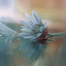 Схема вышивки «триптих п.часть нежность»