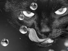 Схема вышивки «кот»