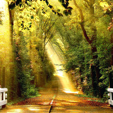 Схема вышивки «Луч света в лесу»