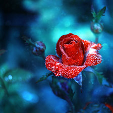 Схема вышивки «РОЗА»