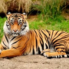 Схема вышивки «№895189»