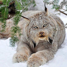 Схема вышивки «№895289»