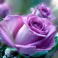 Схема вышивки «сиреневая роза»