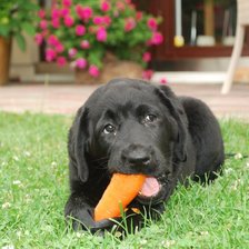 Схема вышивки «Лабрадор Колумб»