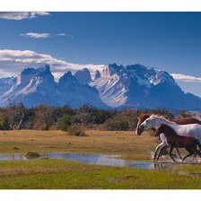 Лошади на прогулке