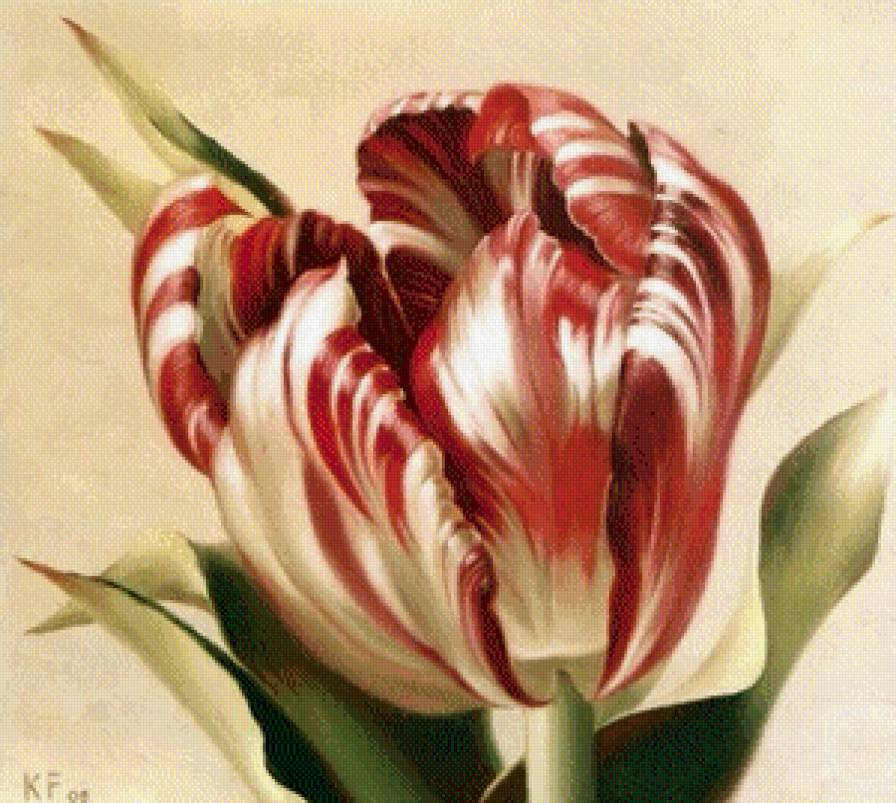 Тюльпан - тюльпан - предпросмотр