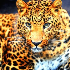 Схема вышивки «Леопард»