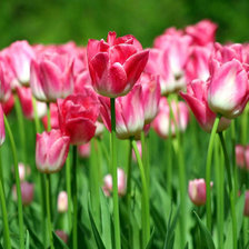 Схема вышивки «Тюльпаны»