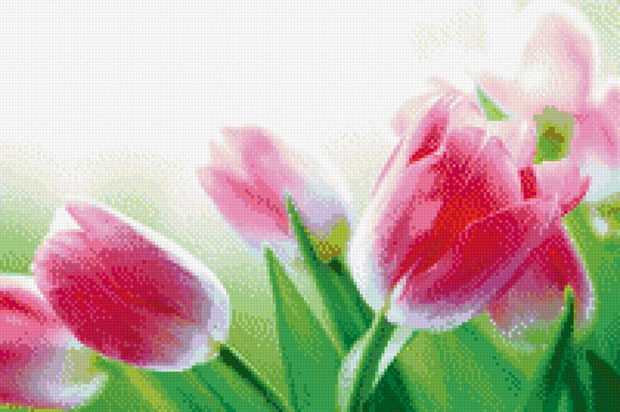 тюльпан - тульпаны, весна, цветы, поле - предпросмотр