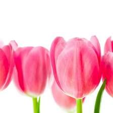 Схема вышивки «Тульпаны»