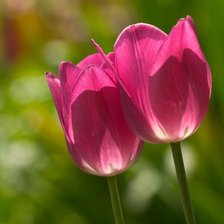 Схема вышивки «Тульпаны»