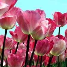 Схема вышивки «Тульпаны»