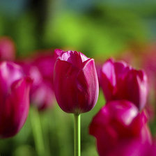 Схема вышивки «Тульпаны»