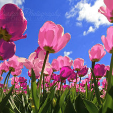 Схема вышивки «Тульпаны»