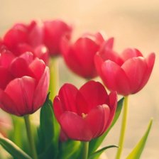 Схема вышивки «Тульпаны»