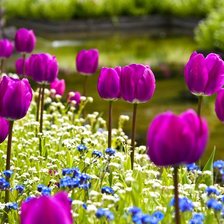 Схема вышивки «Тульпаны»