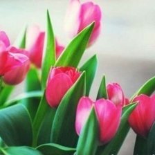 Схема вышивки «Тульпаны»