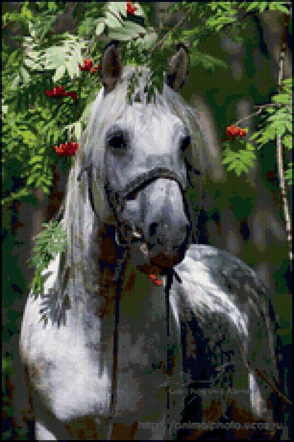 лошадь - животные, пейзаж, лошади - предпросмотр