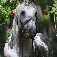 Схема вышивки «лошадь»