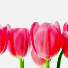 Схема вышивки «Тульпаны»