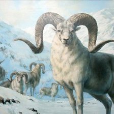 Схема вышивки «горный баран»