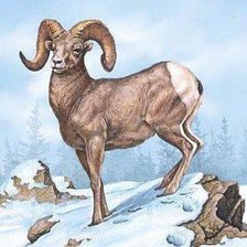 Схема вышивки «горный баран»