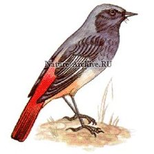 Схема вышивки «горихвостка»