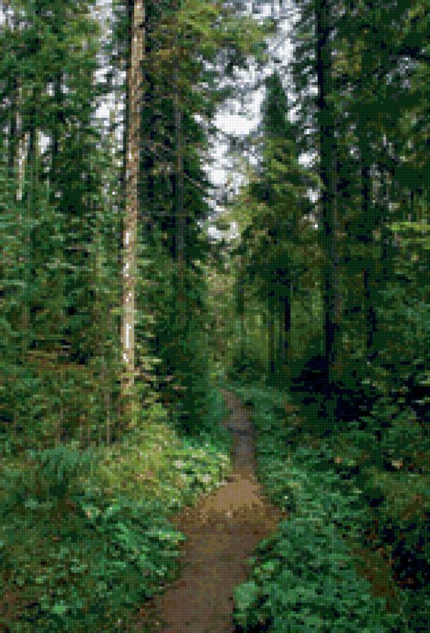 лесная тропа - ели. тропинка, пейзаж. природа. лес - предпросмотр