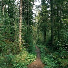 Схема вышивки «лесная тропа»