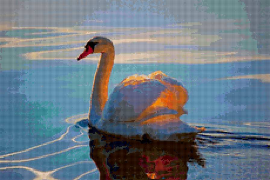 лебедь в лучах солнца - животные, лебеди. солнце. вода - предпросмотр