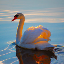 лебедь в лучах солнца