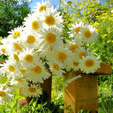 Схема вышивки «№896278»