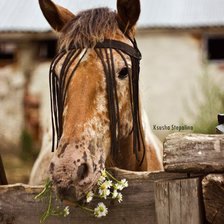 Схема вышивки «Варвар»