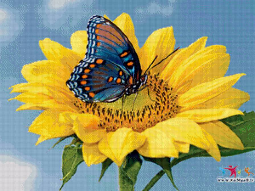 солнечный цветок - цветы, бабочка - предпросмотр