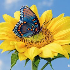 Схема вышивки «солнечный цветок»