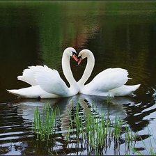 Схема вышивки «нежность»